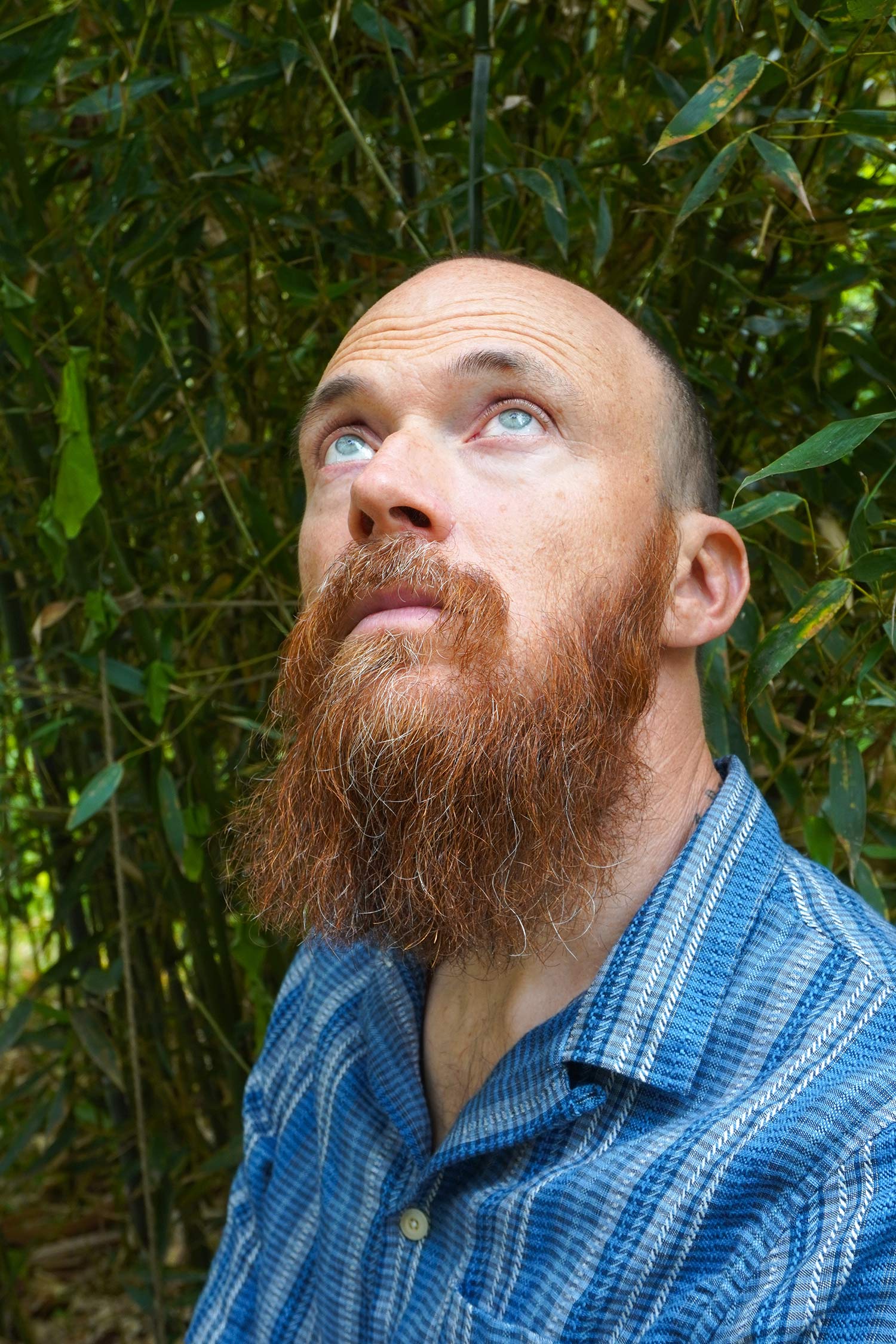 Portrait of a bald man with a long reddish-brown beard wearing a blue plaid shirt, looking upward while standing in front of dense green bamboo.